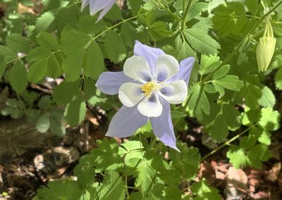 Purple and white Colorado columbine wildflowers blooming in natural forest setting at Travel Magick Spiritual Retreat Center
