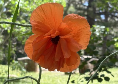Vibrant orange poppy flower blooming in natural garden at Travel Magick Spiritual Retreat Center Colorado