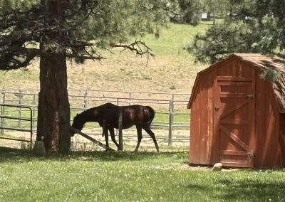 Horse grazing peacefully under shade tree next to rustic barn at Travel Magick Spiritual Retreat Center Colorado